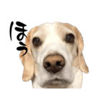 名犬ジュリーちゃん（個別スタンプ：9）