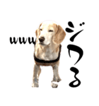 名犬ジュリーちゃん（個別スタンプ：11）