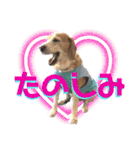 名犬ジュリーちゃん（個別スタンプ：13）