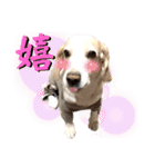 名犬ジュリーちゃん（個別スタンプ：15）