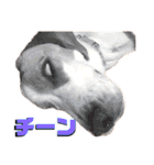 名犬ジュリーちゃん（個別スタンプ：16）