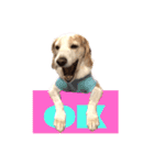 名犬ジュリーちゃん（個別スタンプ：17）