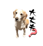 名犬ジュリーちゃん（個別スタンプ：19）