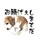名犬ジュリーちゃん（個別スタンプ：23）