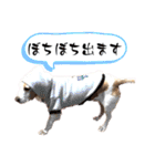 名犬ジュリーちゃん（個別スタンプ：25）