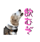 名犬ジュリーちゃん（個別スタンプ：26）
