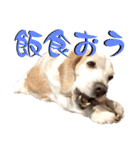 名犬ジュリーちゃん（個別スタンプ：28）