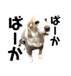 名犬ジュリーちゃん（個別スタンプ：30）