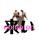 名犬ジュリーちゃん（個別スタンプ：33）