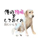 名犬ジュリーちゃん（個別スタンプ：35）