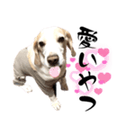 名犬ジュリーちゃん（個別スタンプ：36）