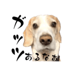 名犬ジュリーちゃん（個別スタンプ：38）