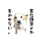 名犬ジュリーちゃん（個別スタンプ：40）