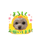 モカちゃん日記その8（個別スタンプ：3）