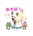 モカちゃん日記その8（個別スタンプ：11）