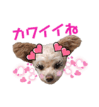 モカちゃん日記その8（個別スタンプ：12）