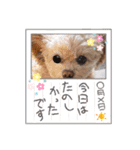 モカちゃん日記その8（個別スタンプ：14）
