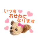 モカちゃん日記その8（個別スタンプ：19）