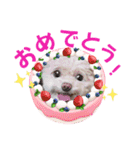 モカちゃん日記その8（個別スタンプ：26）