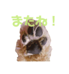 みんなだいすき！ヒナたろう（個別スタンプ：9）