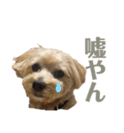 みんなだいすき！ヒナたろう（個別スタンプ：11）