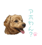 みんなだいすき！ヒナたろう（個別スタンプ：16）