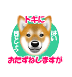 柴犬トキくんのラインスタンプ、トキに。（個別スタンプ：15）