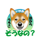 柴犬トキくんのラインスタンプ、トキに。（個別スタンプ：26）