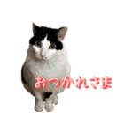 でれことゆかいな仲間たち 2（個別スタンプ：1）