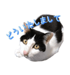 でれことゆかいな仲間たち 2（個別スタンプ：3）