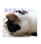 でれことゆかいな仲間たち 2（個別スタンプ：12）