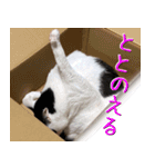 でれことゆかいな仲間たち 2（個別スタンプ：13）