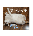 めいにゃん4（個別スタンプ：3）