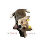コタロウ時々ぽんたけし。（個別スタンプ：8）