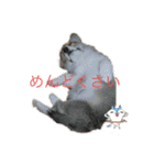 コタロウ時々ぽんたけし。（個別スタンプ：9）