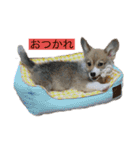 コタロウ時々ぽんたけし。（個別スタンプ：14）