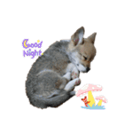 コタロウ時々ぽんたけし。（個別スタンプ：16）