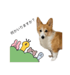 コタロウ時々ぽんたけし。（個別スタンプ：19）