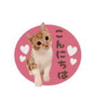 みみの日常 実写 茶トラ ふんわり猫（個別スタンプ：1）