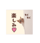 みみの日常 実写 茶トラ ふんわり猫（個別スタンプ：12）