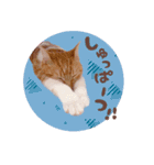 みみの日常 実写 茶トラ ふんわり猫（個別スタンプ：13）