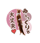 みみの日常 実写 茶トラ ふんわり猫（個別スタンプ：18）