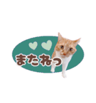 みみの日常 実写 茶トラ ふんわり猫（個別スタンプ：19）