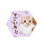 みみの日常 実写 茶トラ ふんわり猫（個別スタンプ：23）