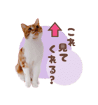 みみの日常 実写 茶トラ ふんわり猫（個別スタンプ：25）