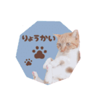 みみの日常 実写 茶トラ ふんわり猫（個別スタンプ：30）