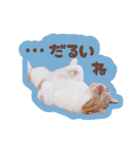 みみの日常 実写 茶トラ ふんわり猫（個別スタンプ：32）