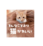 みみの日常 実写 茶トラ ふんわり猫（個別スタンプ：36）