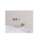 みみの日常 実写 茶トラ ふんわり猫（個別スタンプ：38）