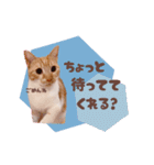 みみの日常 実写 茶トラ ふんわり猫（個別スタンプ：40）